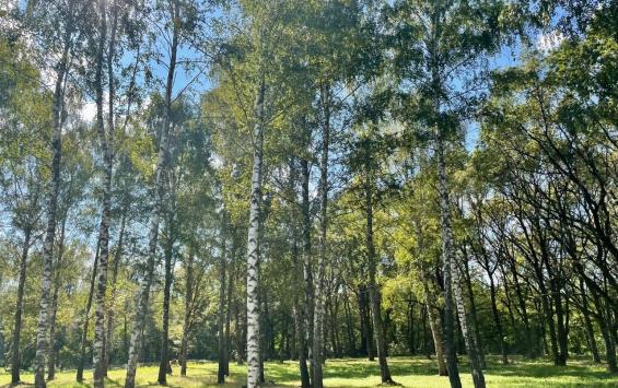 В Курске в парке Дзержинского было посажено 200 молодых деревьев